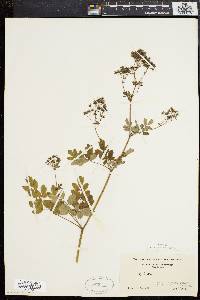 Thalictrum polygamum image