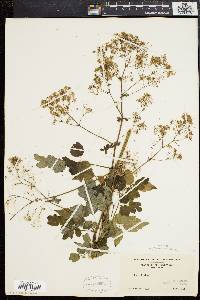 Thalictrum polygamum image