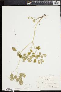 Thalictrum polygamum image