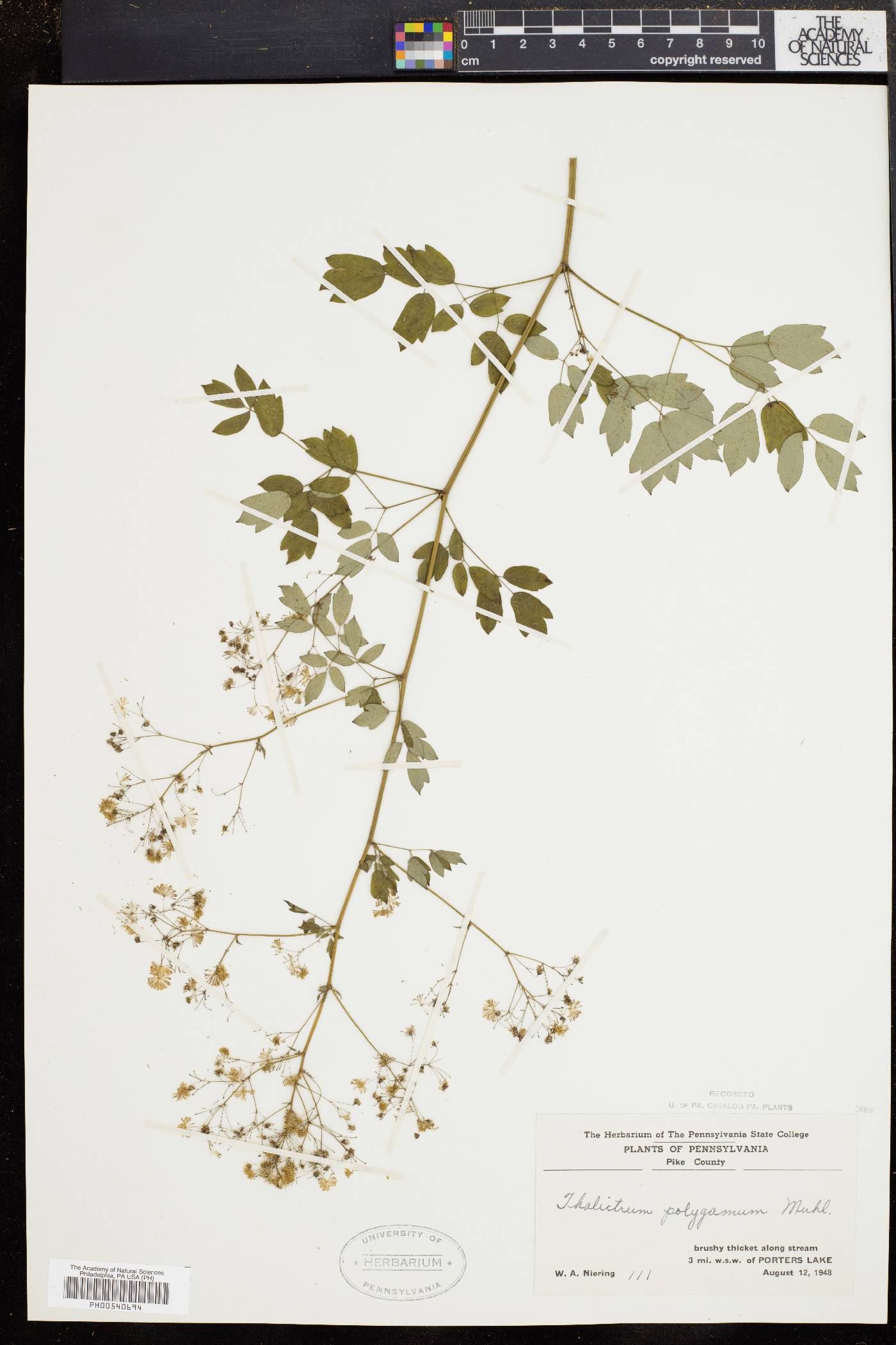 Thalictrum polygamum image