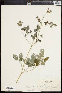 Thalictrum polygamum image