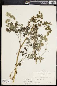 Thalictrum polygamum image