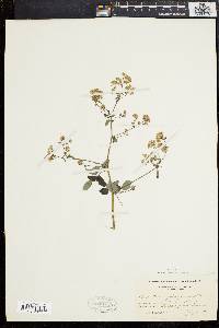 Thalictrum polygamum image