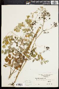 Thalictrum polygamum image