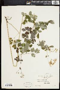 Thalictrum polygamum image