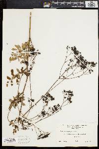 Thalictrum polygamum image