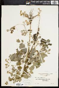 Thalictrum polygamum image