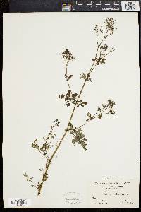 Thalictrum polygamum image