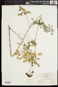 Thalictrum polygamum image