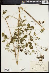 Thalictrum polygamum image