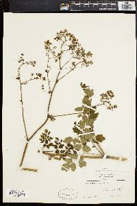 Thalictrum polygamum image