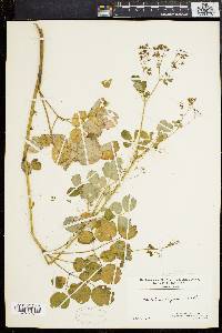 Thalictrum polygamum image