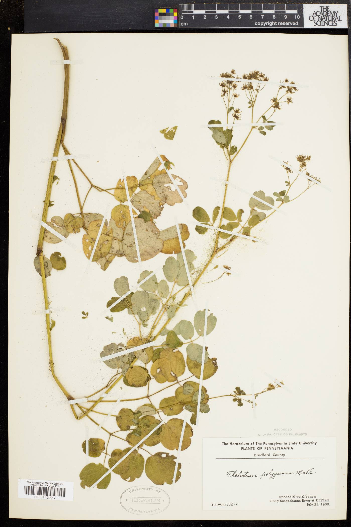 Thalictrum polygamum image