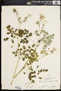 Thalictrum polygamum image