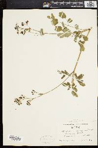 Thalictrum polygamum image