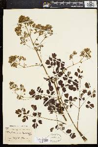 Thalictrum polygamum image