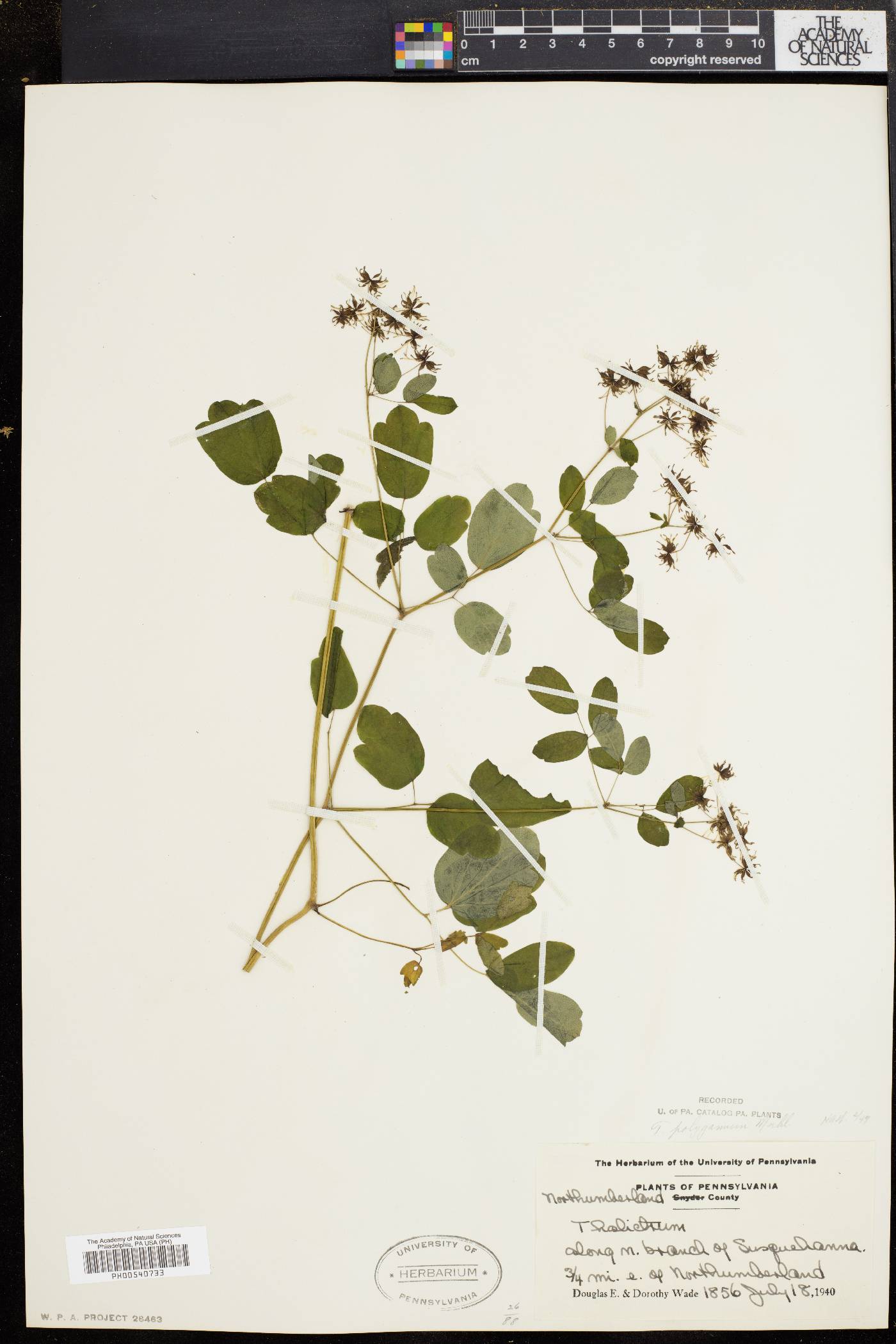 Thalictrum polygamum image