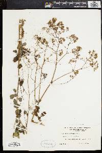 Thalictrum polygamum image