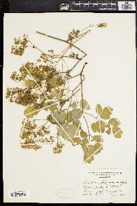 Thalictrum polygamum image