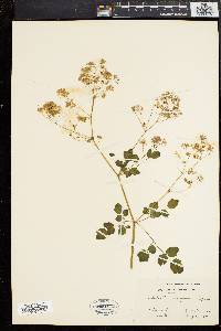 Thalictrum polygamum image