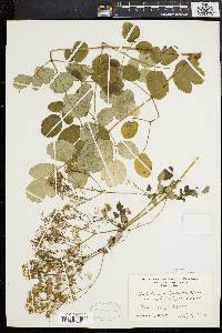 Thalictrum polygamum image