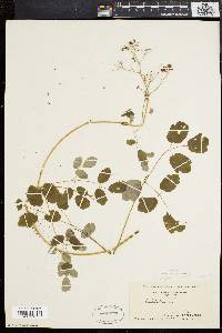 Thalictrum polygamum image