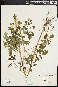 Thalictrum polygamum image