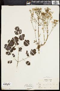 Thalictrum polygamum image