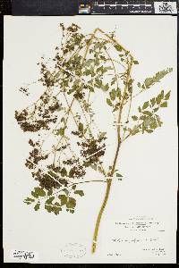 Thalictrum polygamum image