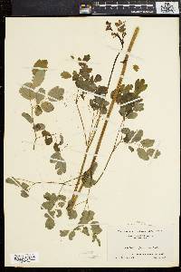 Thalictrum polygamum image