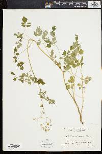 Thalictrum polygamum image