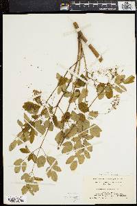 Thalictrum polygamum image