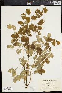 Thalictrum polygamum image