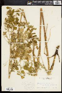 Thalictrum polygamum image