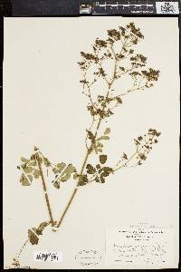 Thalictrum polygamum image