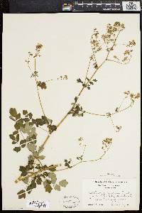 Thalictrum polygamum image