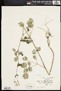 Thalictrum polygamum image