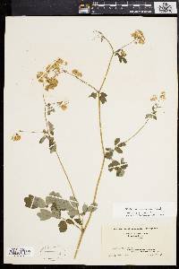 Thalictrum pubescens image