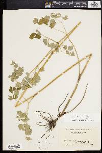 Thalictrum pubescens image