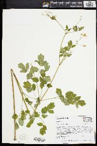 Thalictrum pubescens image