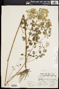 Thalictrum pubescens image