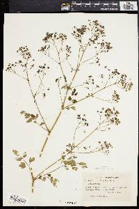 Thalictrum pubescens image