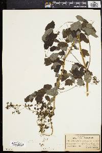 Thalictrum pubescens image