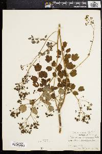 Thalictrum pubescens image