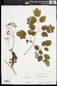 Thalictrum pubescens image