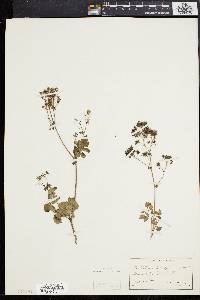 Thalictrum pubescens image