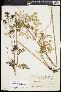 Thalictrum pubescens image