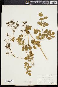 Thalictrum amphibolum image