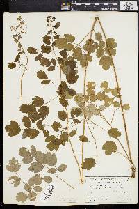 Thalictrum amphibolum image