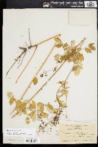 Thalictrum amphibolum image